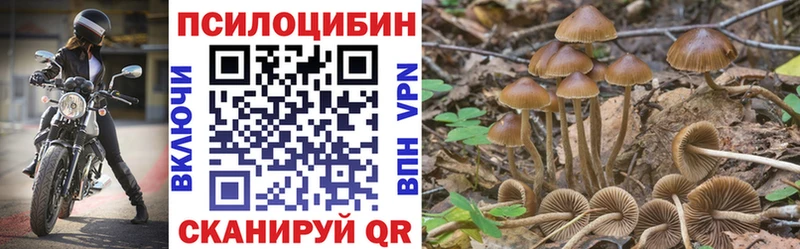 хочу   Покровск  Галлюциногенные грибы Cubensis 